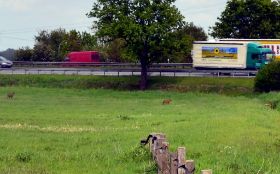 020_Rehe_an_Autobahn.jpg